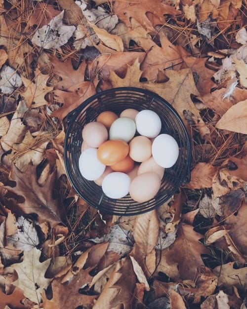 Hentopia: More Eggs, Less Work!