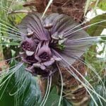 Botanical Plants of Halloween