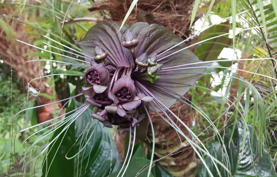 13 Plants of Halloween