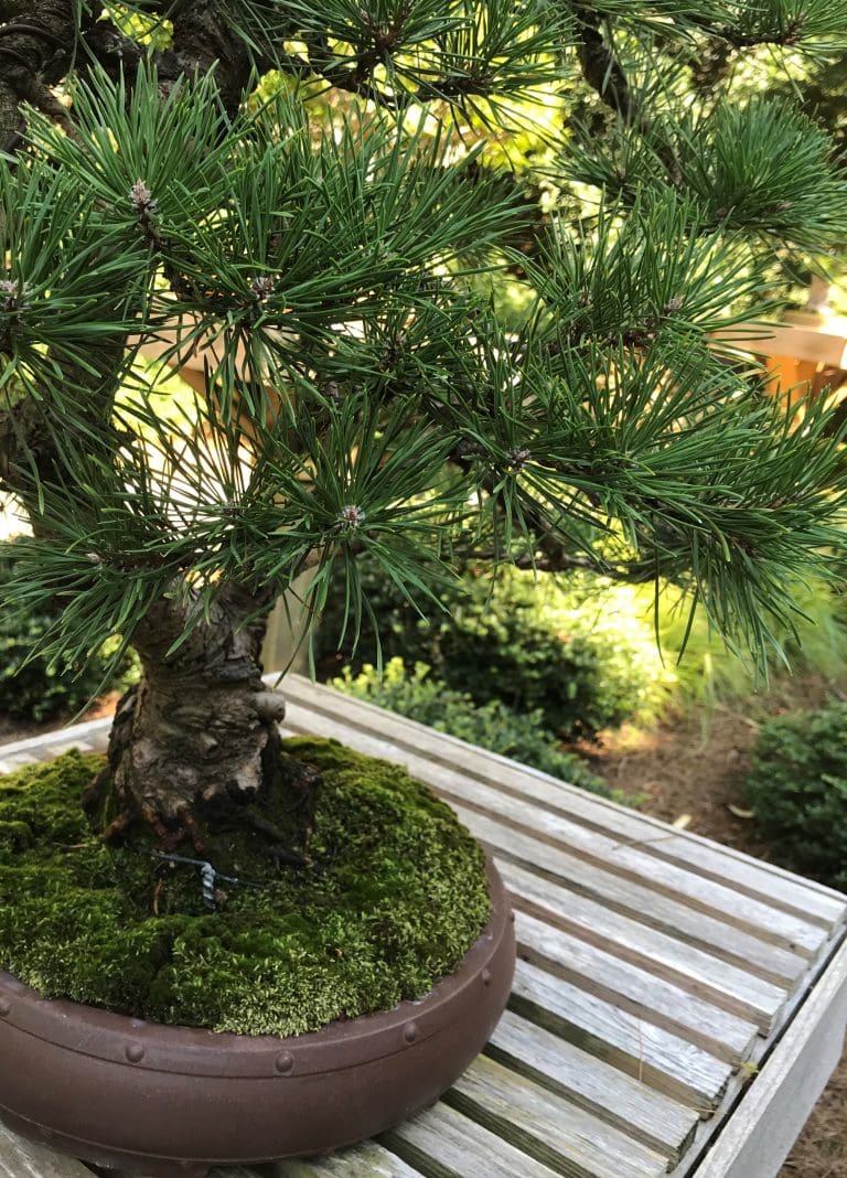 Bonsai Norfolk Botanical Garden
