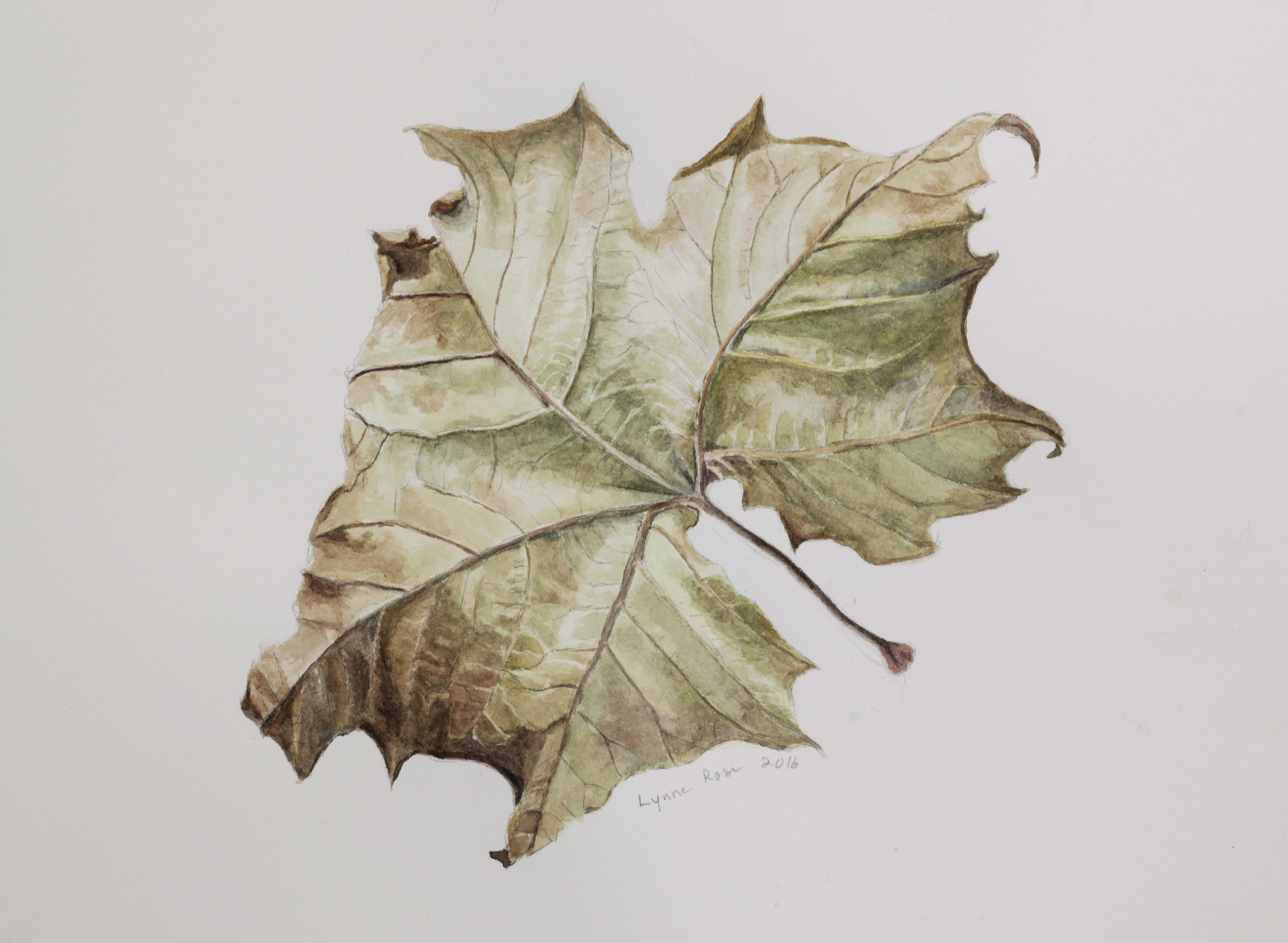 Capturing Shape and Form Botanical Art (3-Day Class)
