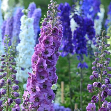 CANCELLED SOLD OUT Cut Flowers for the Home Gardener