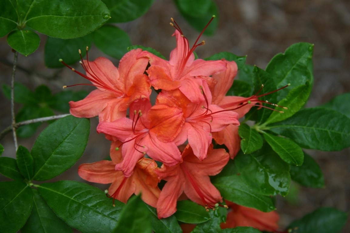 Rhododendron 101
