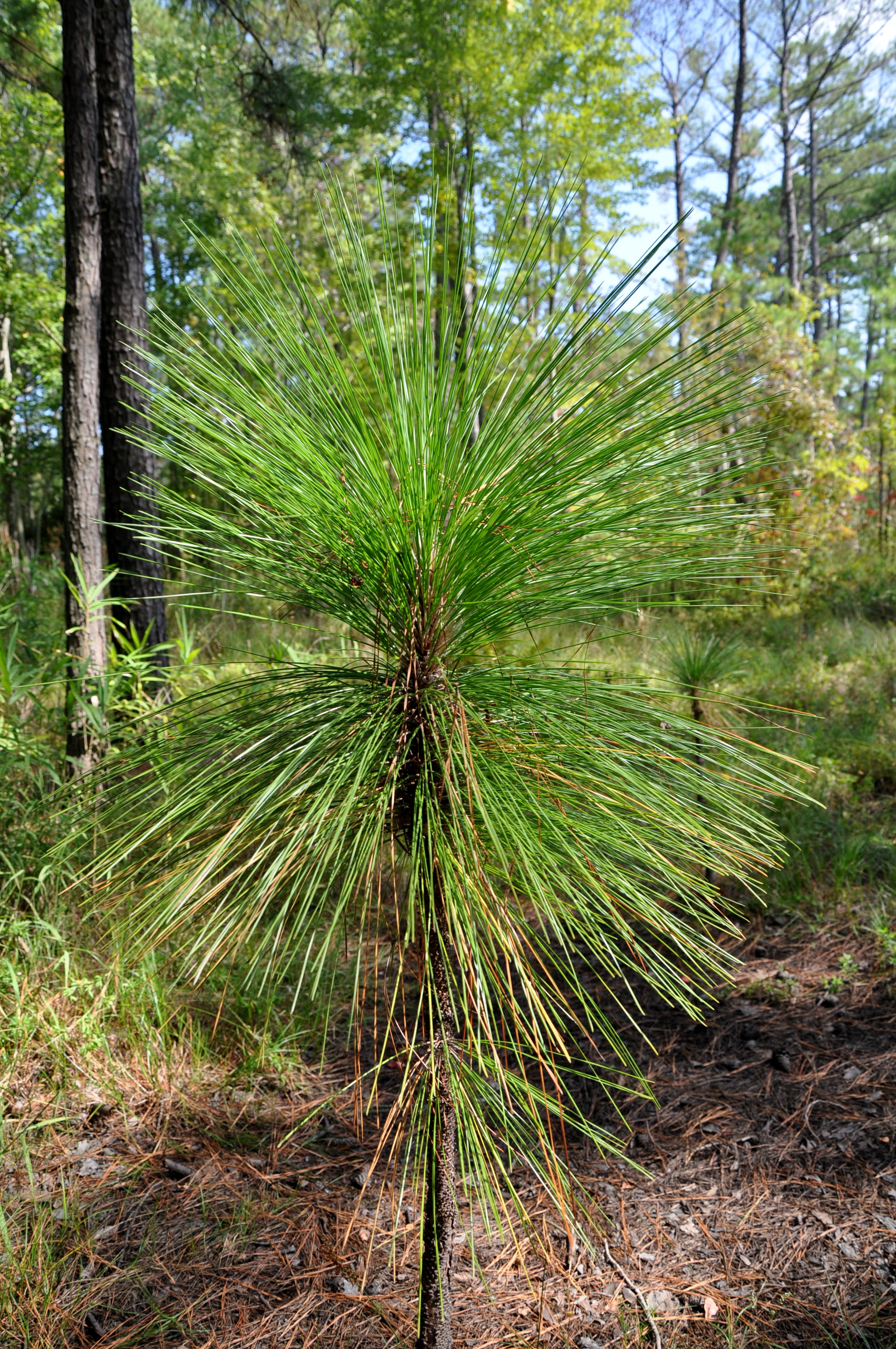 Southern Fire: History of Fire and Longleaf Pine Savannahs