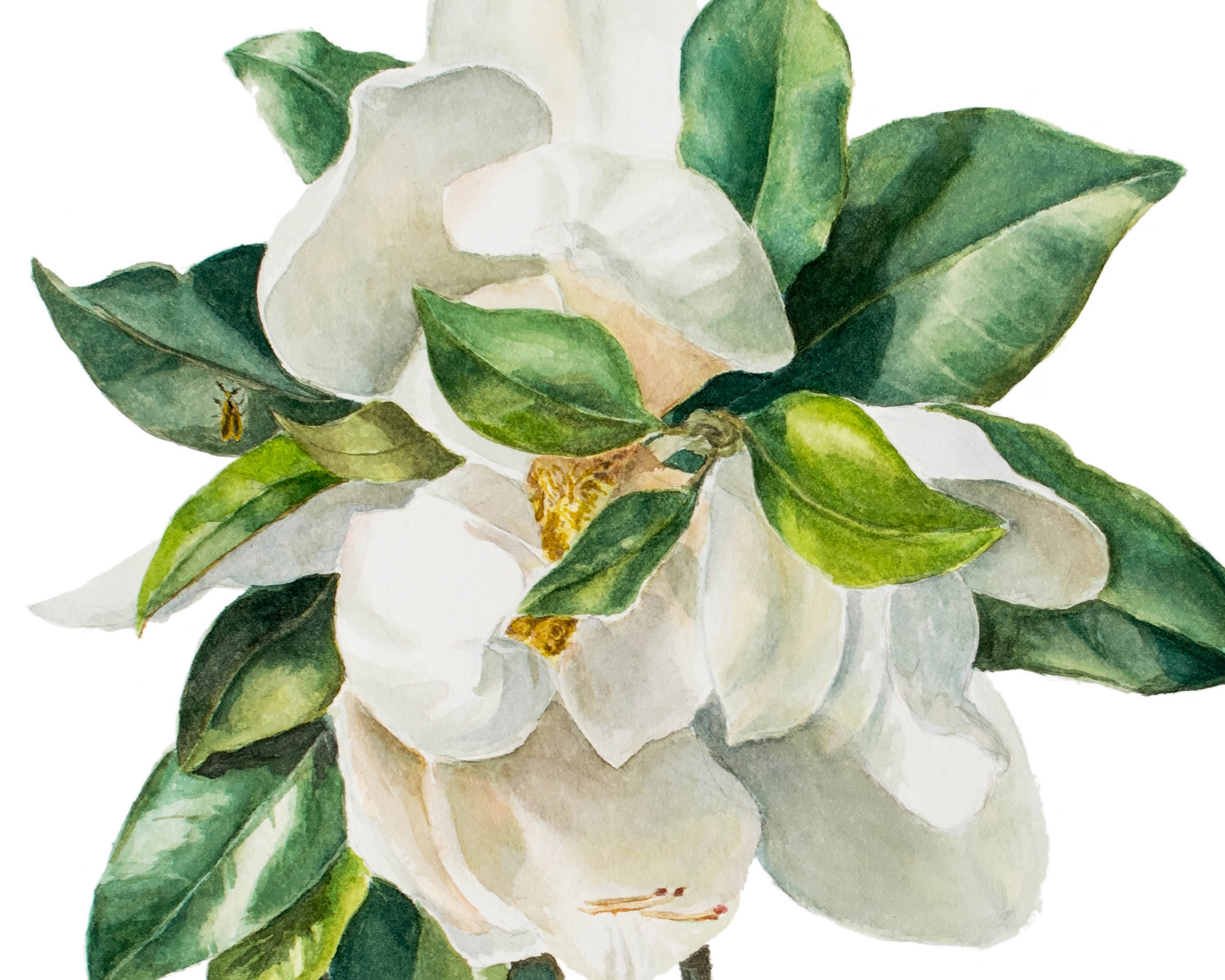 Botanical Watercolor Skill Level 2 (3-Day Class)