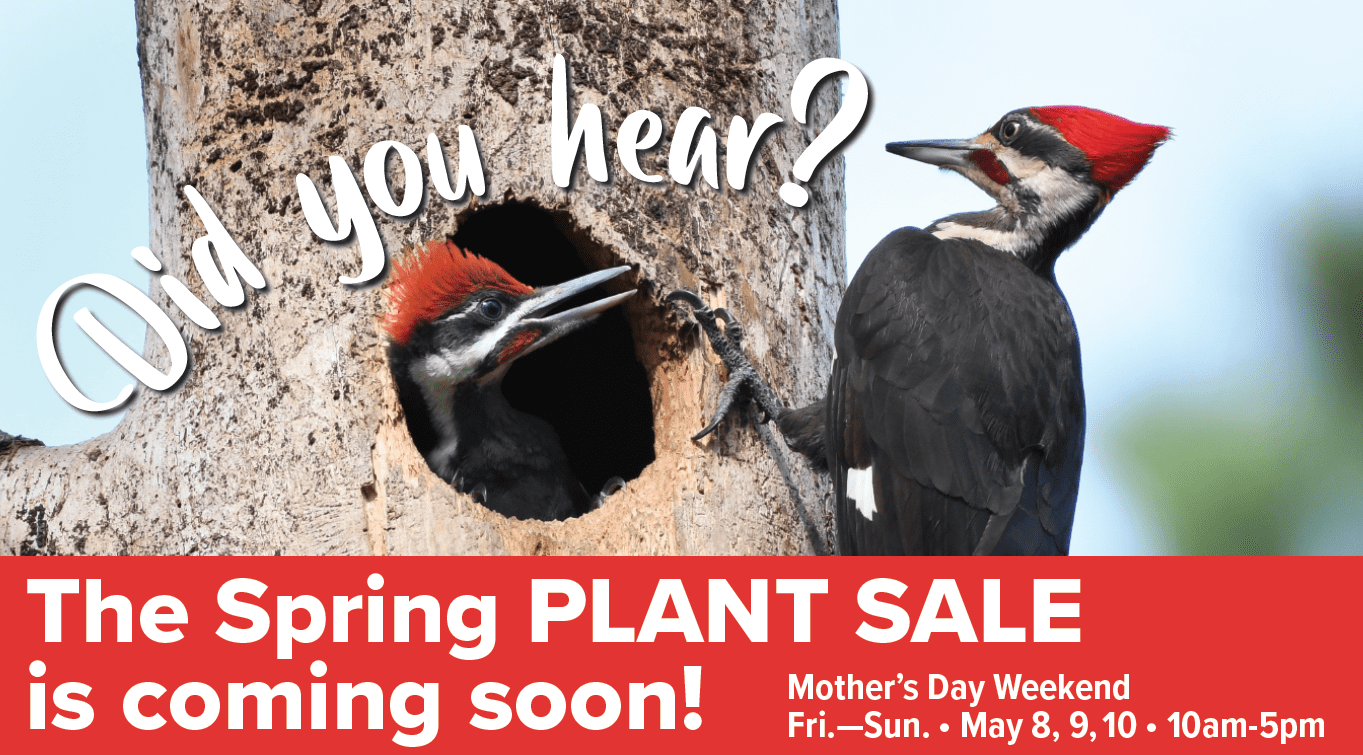 Spring Plant Sale 2020