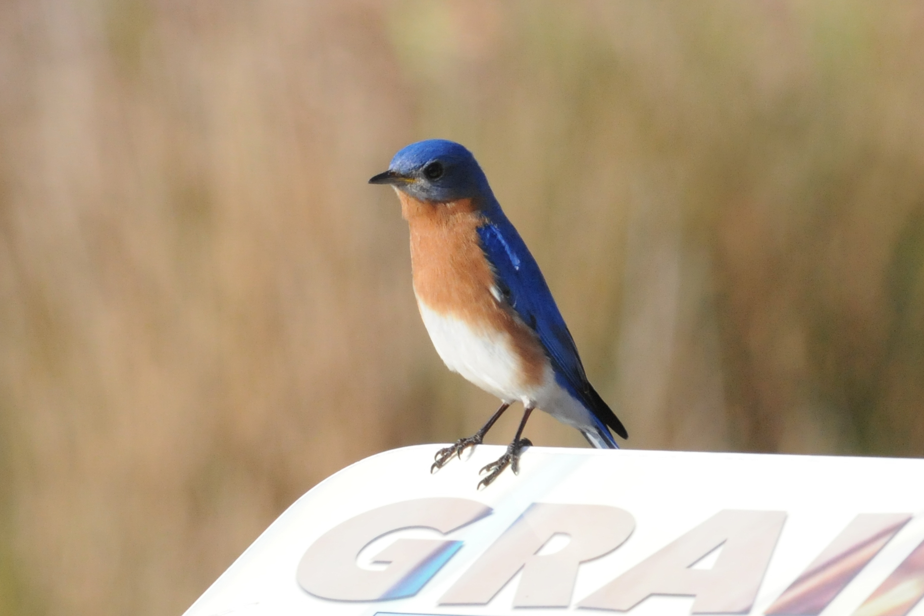 Why Are Bluebirds Blue?