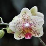 Orchid Society Show and Sale