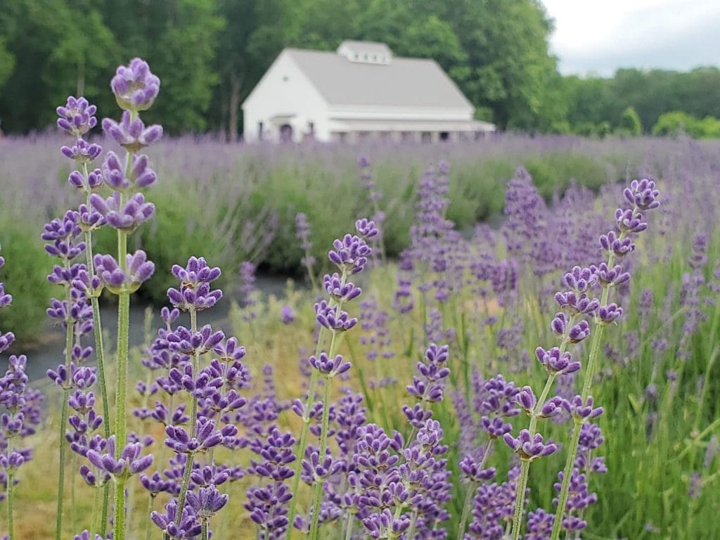 Local Lavender From Picking Flowers to Growing Them Norfolk