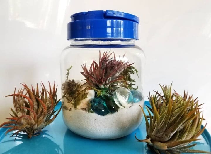 Tween Terrariums