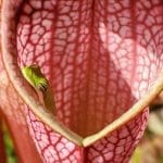 Intro to Carnivorous Plants