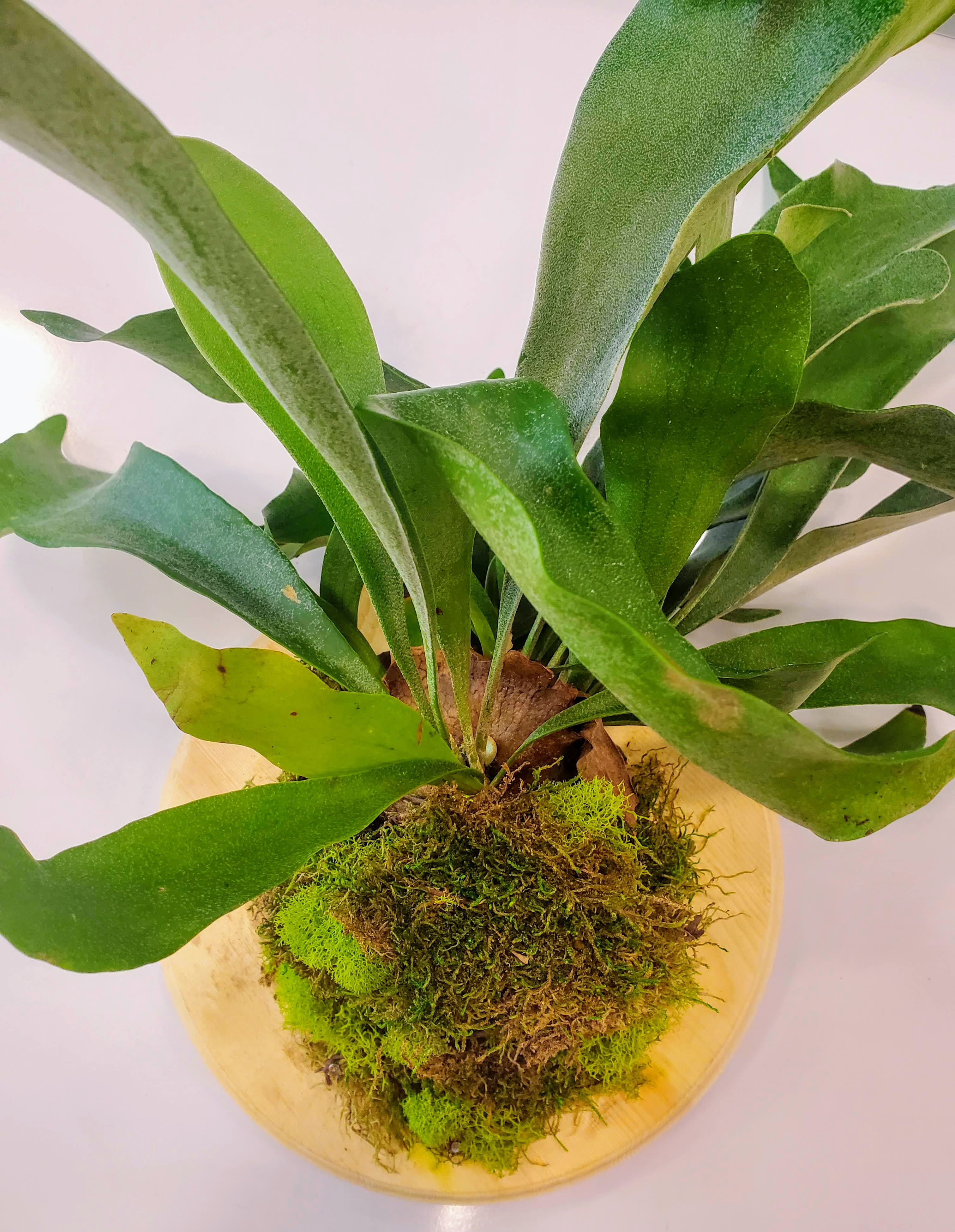 SOLD OUT Mounted Staghorn Fern Take Home Kit