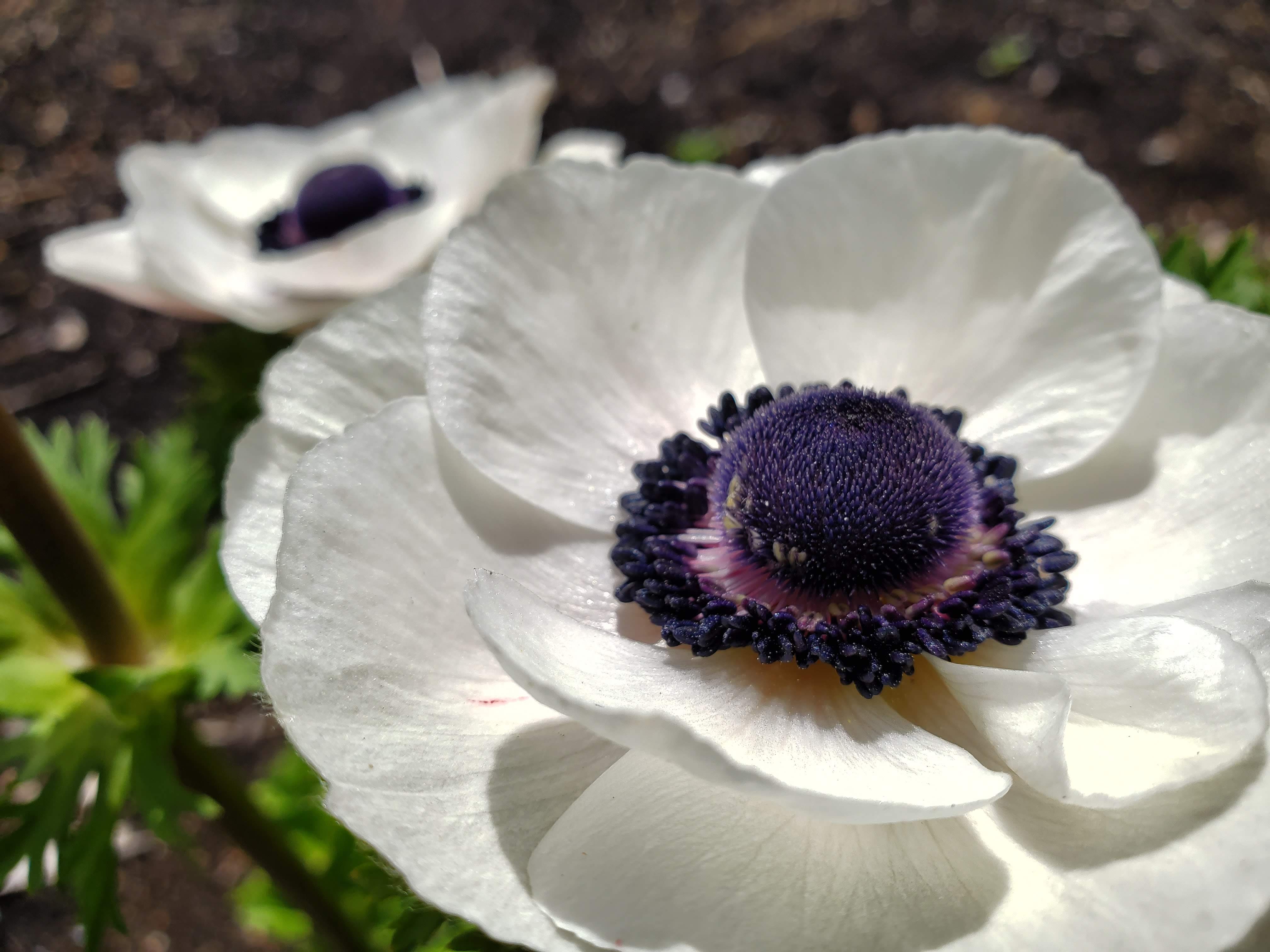 Cut Flowers for the Home Gardener