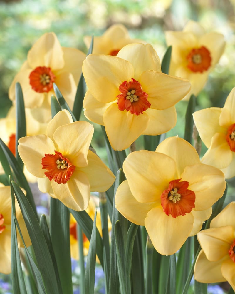 SOLD OUT Narcissus & Other Early Spring Bloomers Walk & Talk