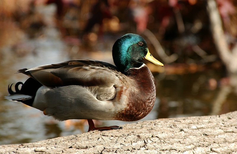 Wintering Water Birds