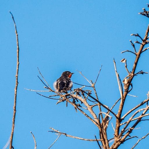 SOLD OUT Birding Walk & Talk