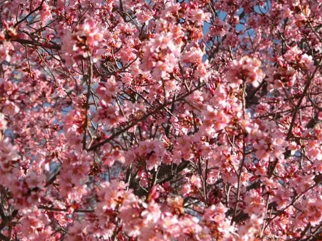 SOLD OUT Late Spring Walk & Talk