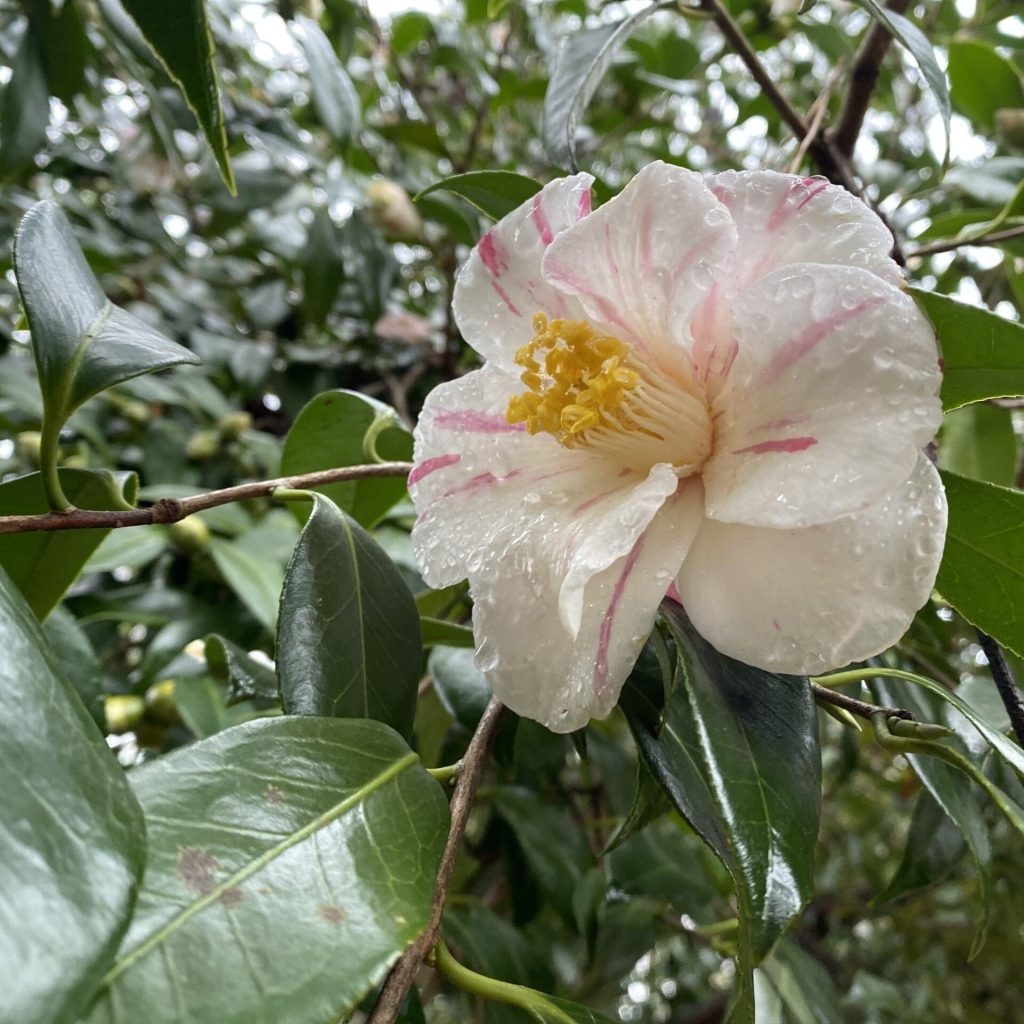 white with pink camellia