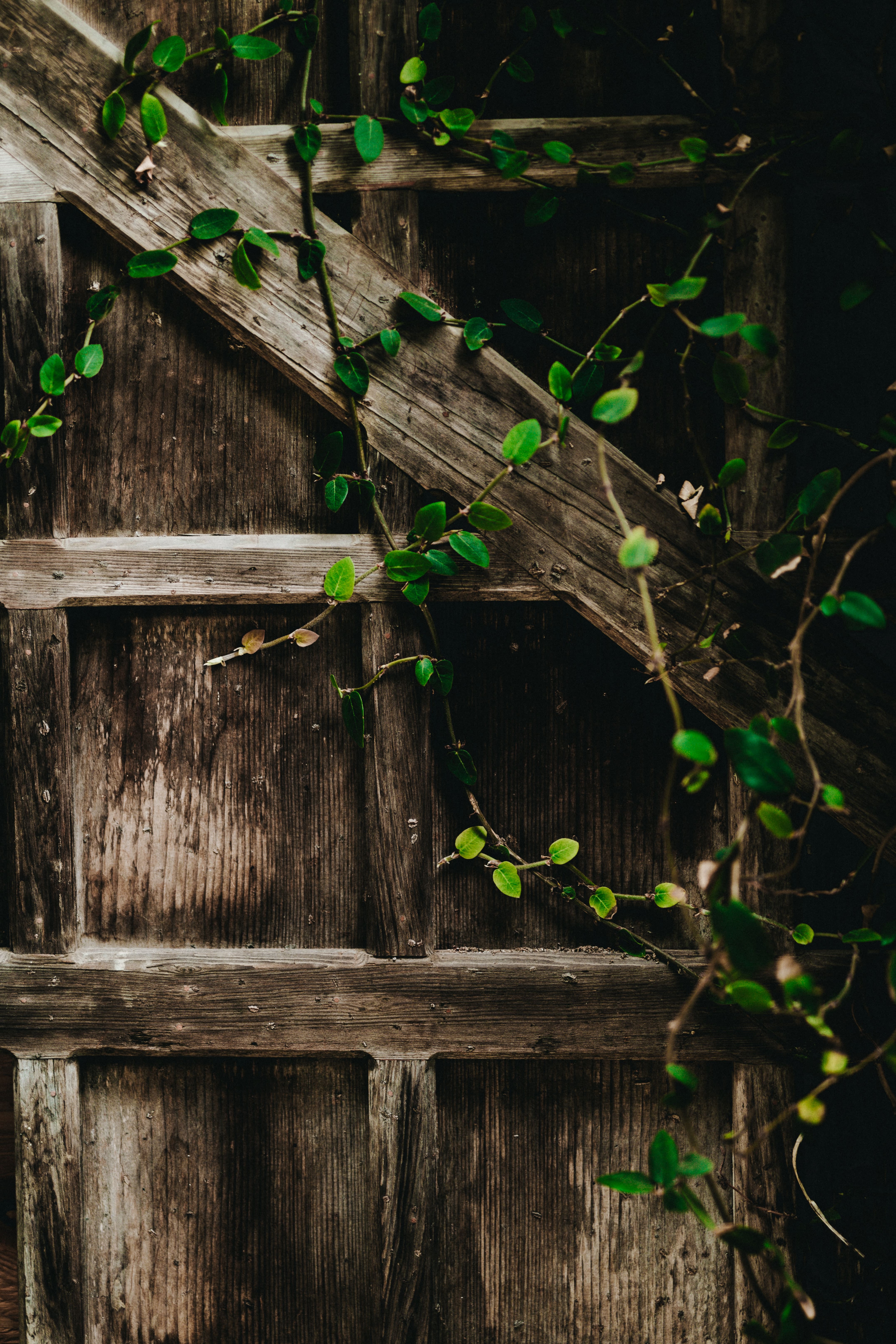 Ornamental Vines-Zoom Class