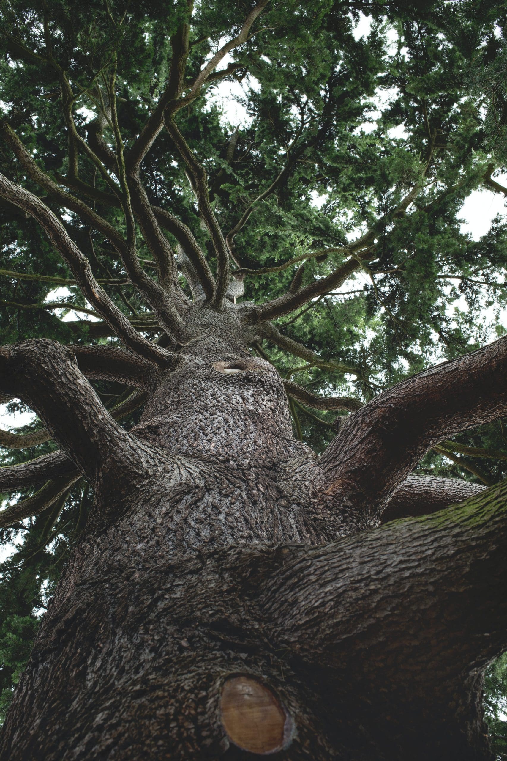Tree ID Walk & Talk