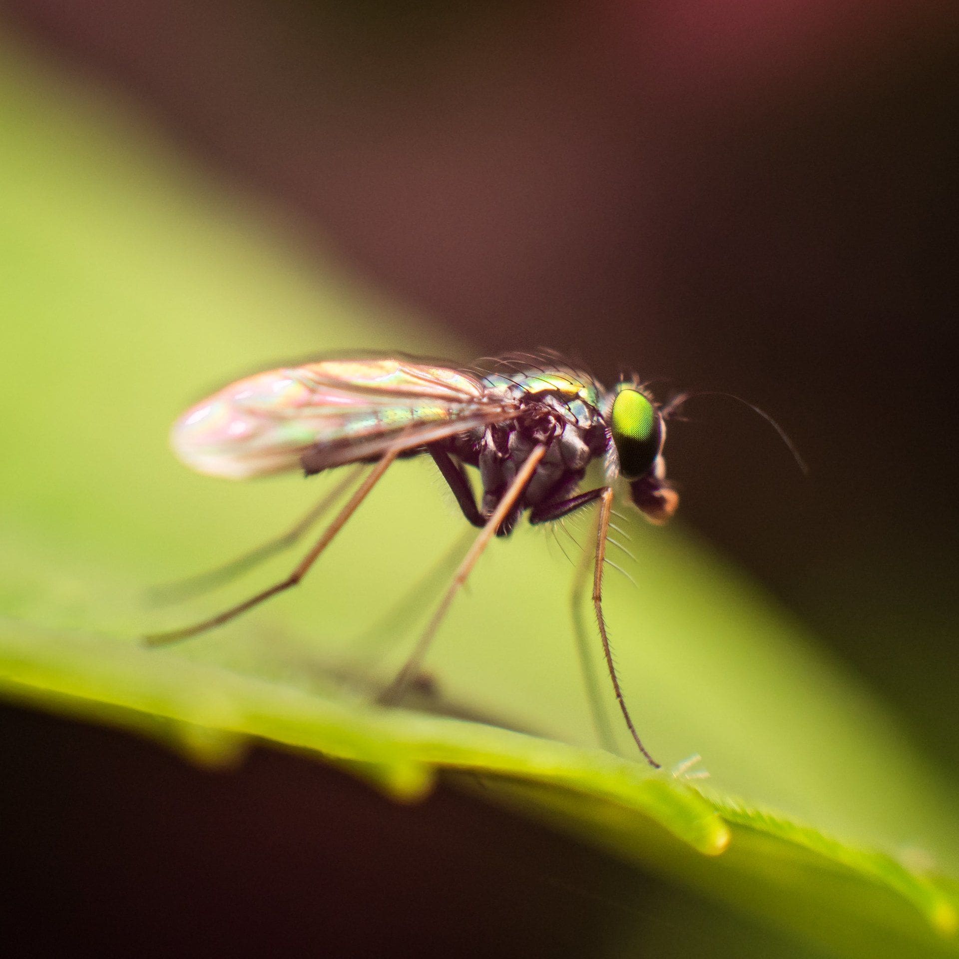 Digital Photography: Macro and Landscape Photography in Nature
