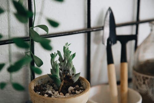 Succulent Frame Workshop