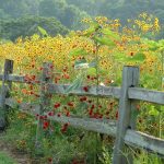 Meadow Walk & Talk