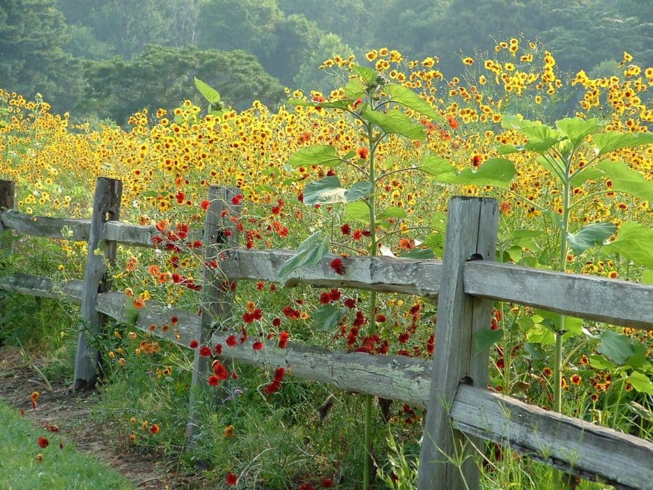 Meadow Walk & Talk