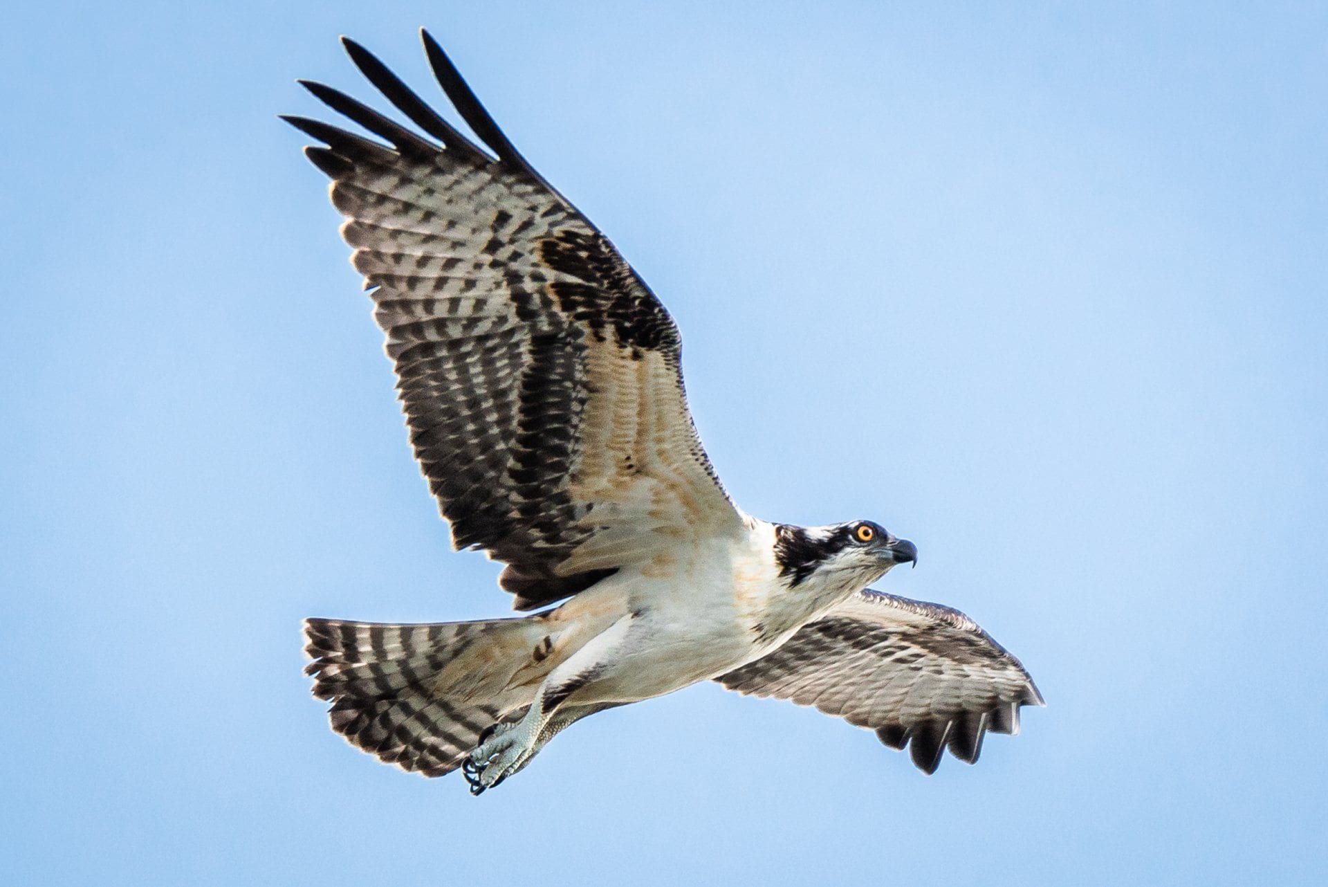 Digital Photography: Everything about Wildlife Photography