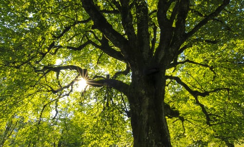 Trees in Our Communities: How Trees Help Us