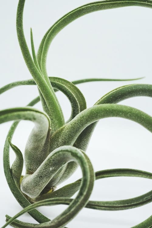 DIY Tillandsia Wreaths