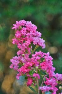 lagerstroemia-pink-ruffles-1998-0030-2