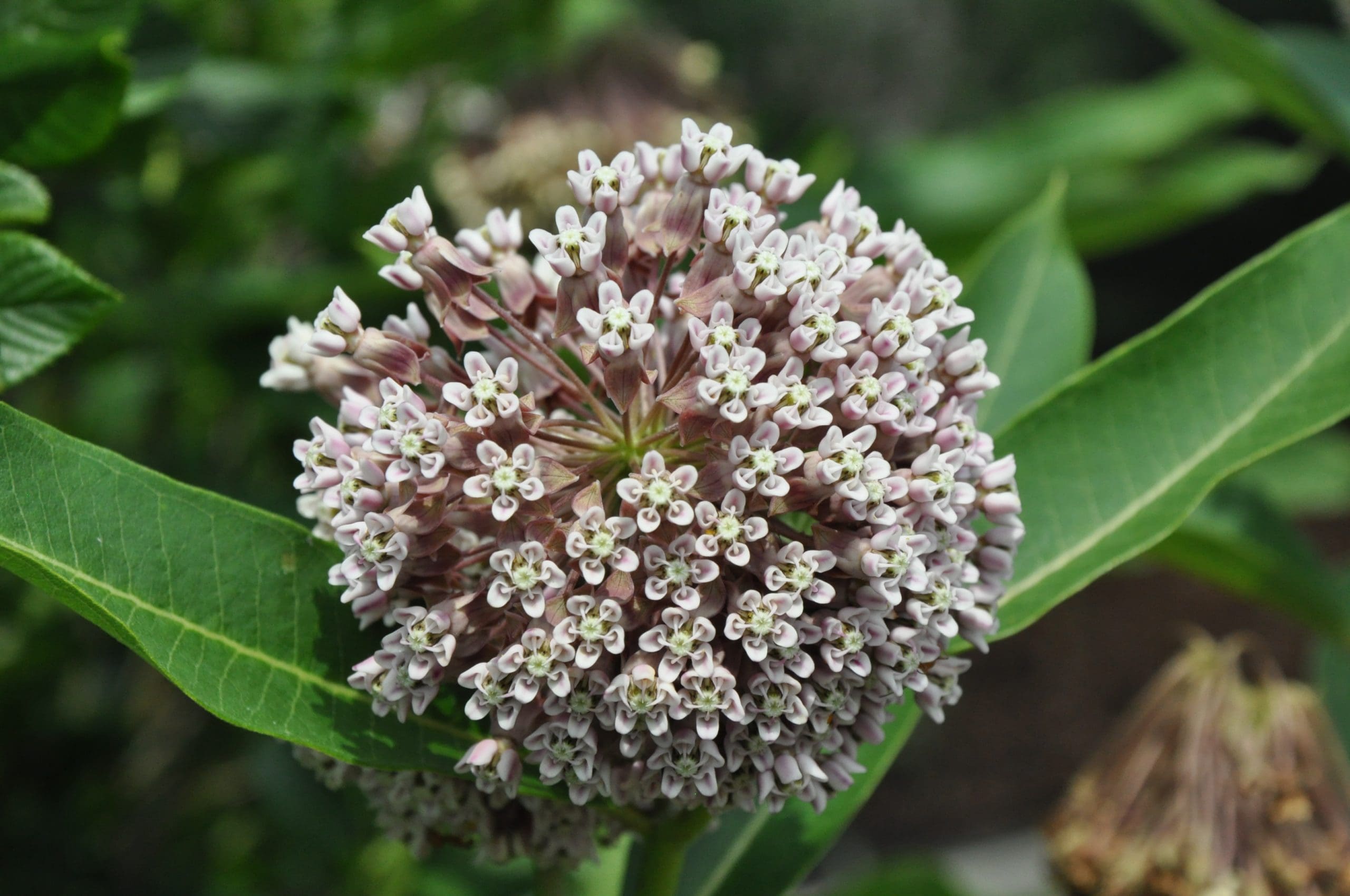 Native Perennials of the Southeast