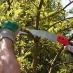 Setting up Young Trees for Success: A Guide to Structural Pruning