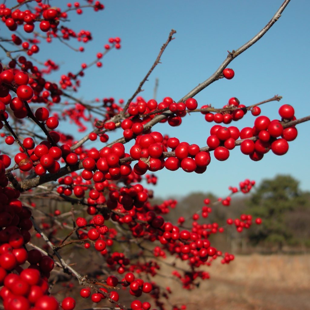 Bright red berries of winterberry plant