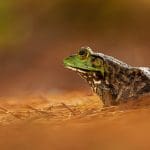 Frogs and Toads of Southeastern Virginia