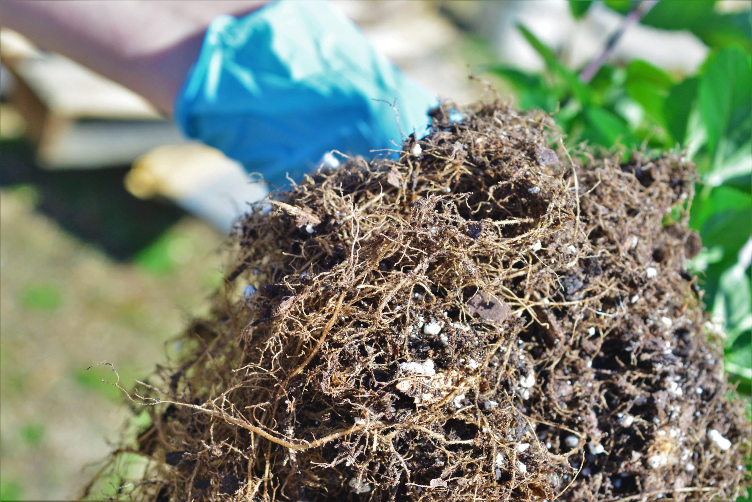 Root Down: Plant Microbiomes
