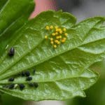 Insect Pollinators: the Good, the Bad, and the Ugly