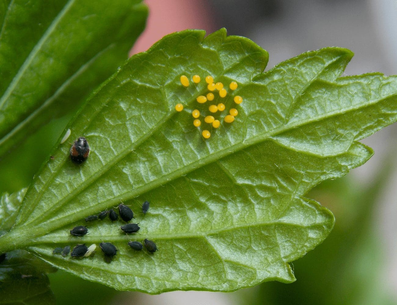 Insect Pollinators: the Good, the Bad, and the Ugly