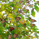 SOLD OUT Monarch Waystation Workshop
