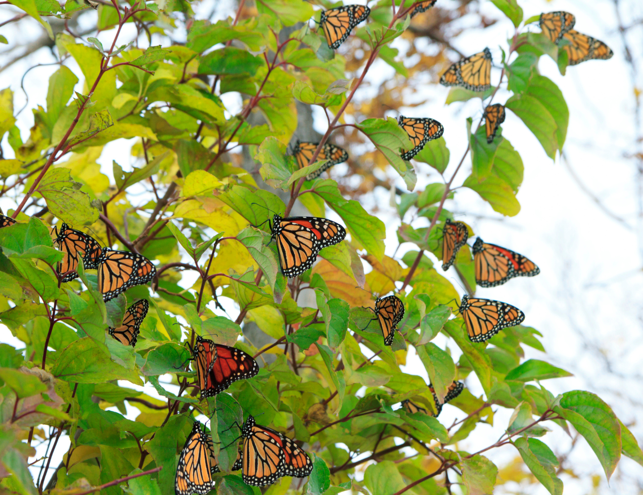 Mesmerizing Monarchs and Migration