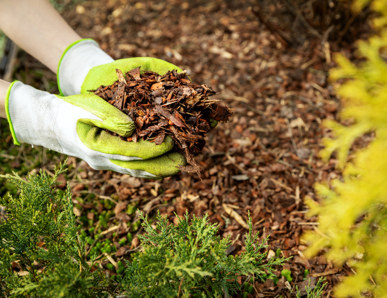 Mulching-Maximize Plant and Soil Vitality