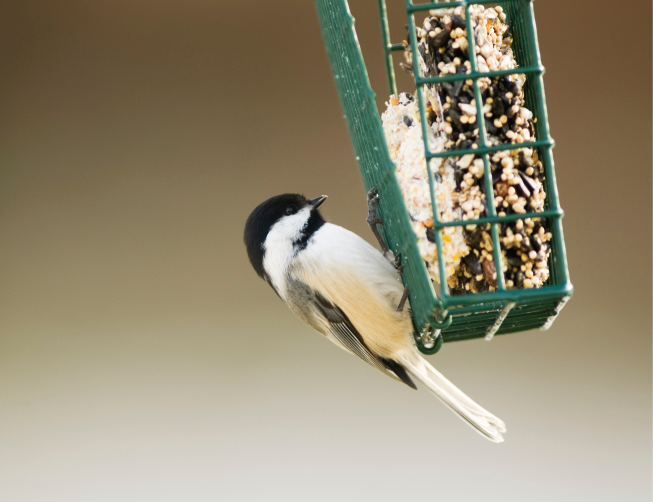 The Importance of Winter Bird Feeding