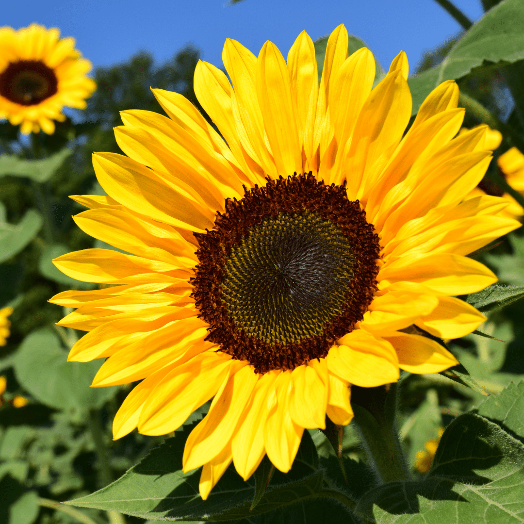 Sunflower Photo Contest August 2022 - Norfolk Botanical Garden