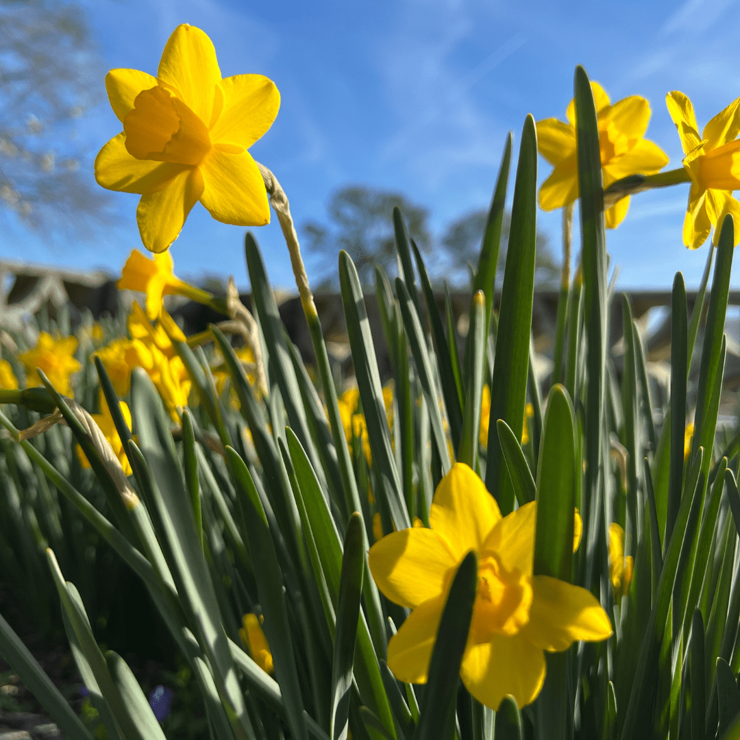 March Blooms – Norfolk Botanical Garden