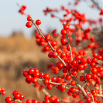 SOLD OUT Birds and Plants of Winter Walking Tour