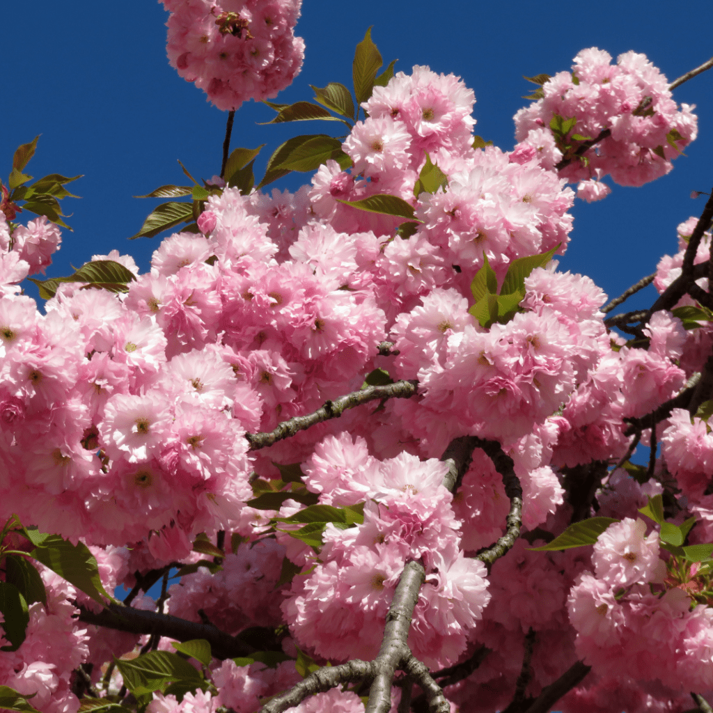 April Blooms - Norfolk Botanical Garden