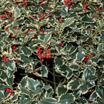 12 Plants of Christmas