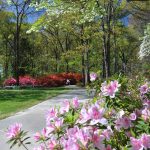 image of spring azaleas