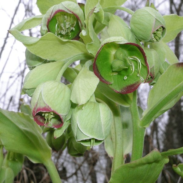 feb-bearsfoot-hellebore